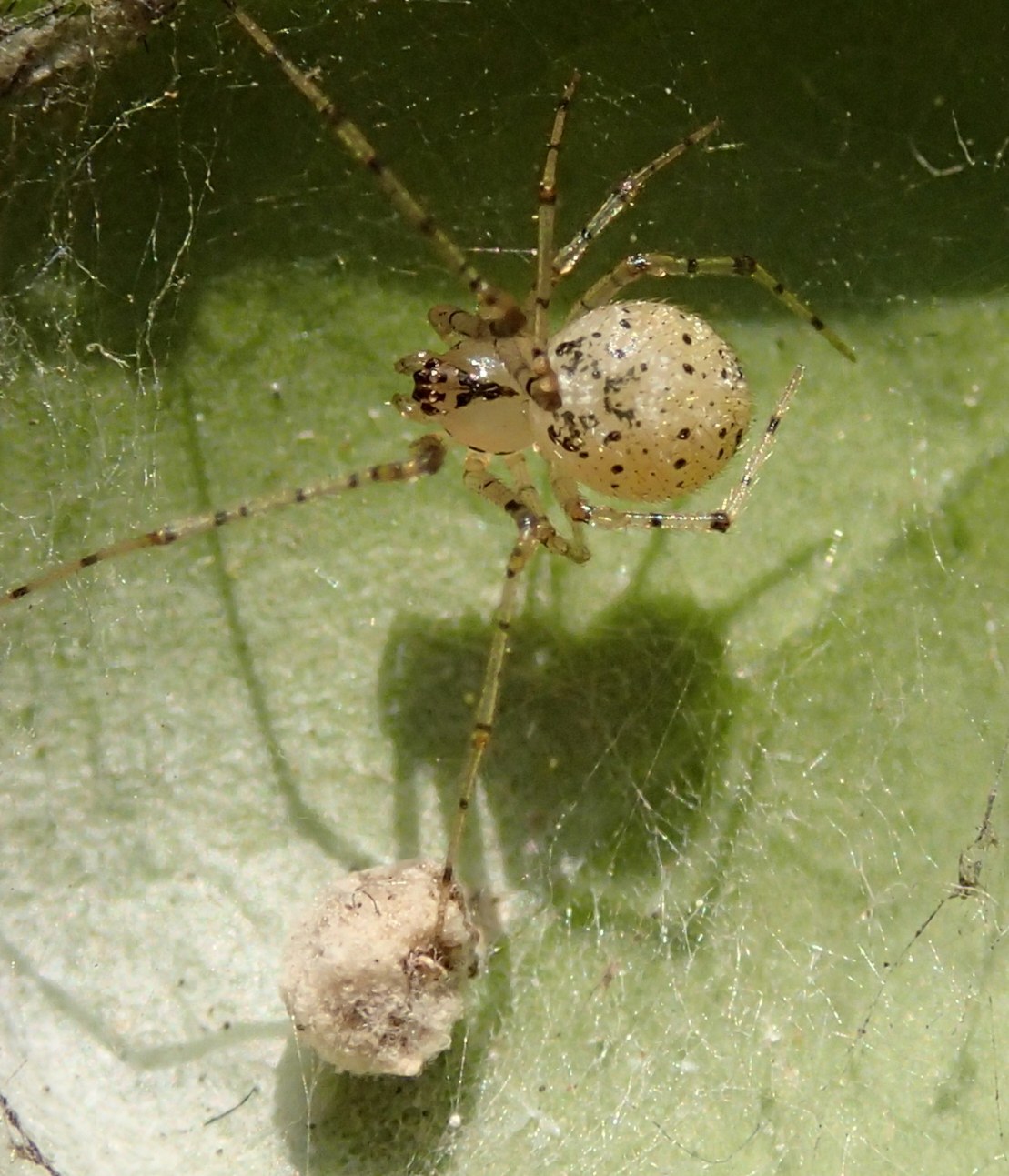 Theridiidae: Platnickina nigropunctata - Motta di Livenza (TV)